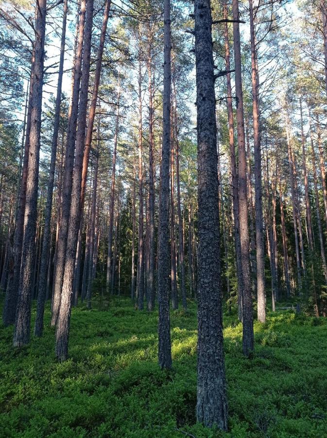 Toomarahva Farmstay Altja Kültér fotó